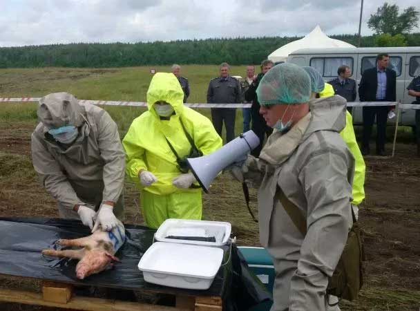 Вывести труп собаки, кошки в рабочем поселке Нахабино городского округа Красногорск Московской области